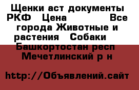 Щенки аст документы РКФ › Цена ­ 15 000 - Все города Животные и растения » Собаки   . Башкортостан респ.,Мечетлинский р-н